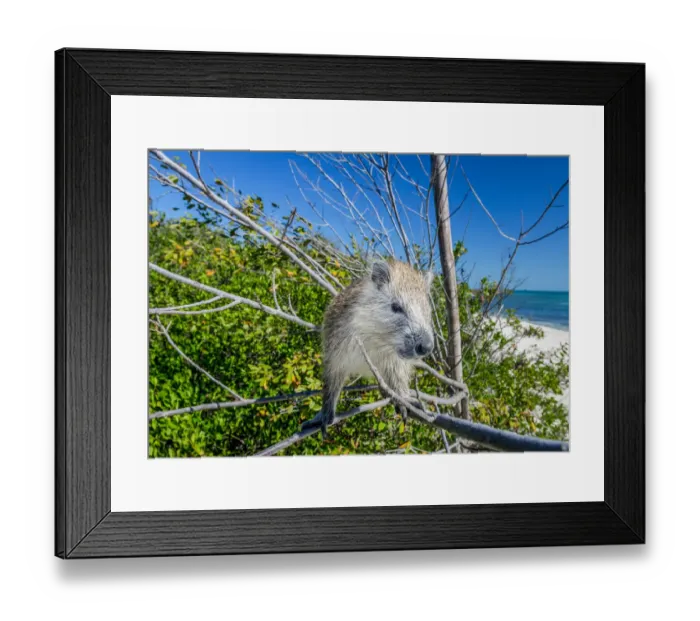 Framed Print : Desmarests hutia (Capromys pilorides) in tree on beach. Gardens of the Queen National Park