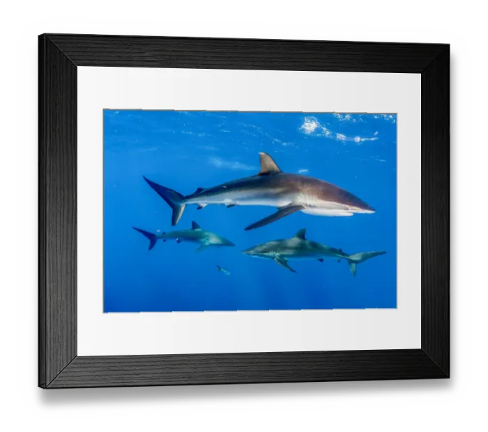 Framed Print : Silky shark (Carcharhinus falciformis), three in Caribbean Sea off Gardens of Framed Print : Silky shark (Carcharhinus falciformis), three in Caribbean Sea off Gardens of