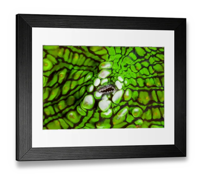 Framed Print : Artichoke coral (Scolymia cubensis), close-up of mouth. Gardens of the Queen National Park, Cuba Framed Print : Artichoke coral (Scolymia cubensis), close-up of mouth. Gardens of the Queen National Park, Cuba