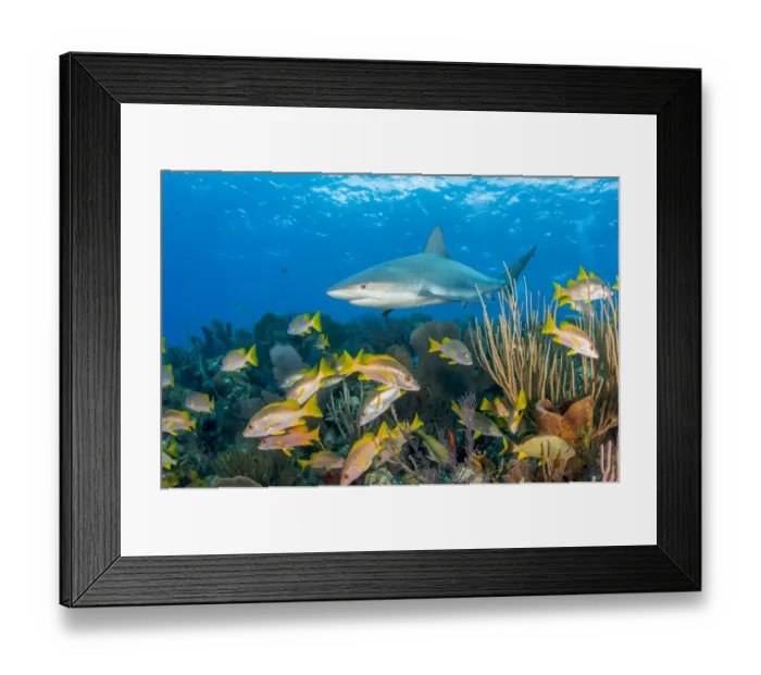 Framed Print : Caribbean reef shark (Carcharhinus perezi) patrolling coral reef with Schoolmaster snapper Framed Print : Caribbean reef shark (Carcharhinus perezi) patrolling coral reef with Schoolmaster snapper