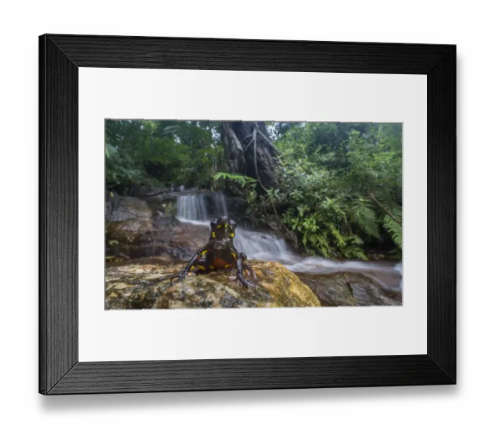 Framed Print : Malabar Torrent toad (Ghatophryne ornata) in habitat, Amboli, Maharashtra, India. Western Ghats Framed Print : Malabar Torrent toad (Ghatophryne ornata) in habitat, Amboli, Maharashtra, India. Western Ghats