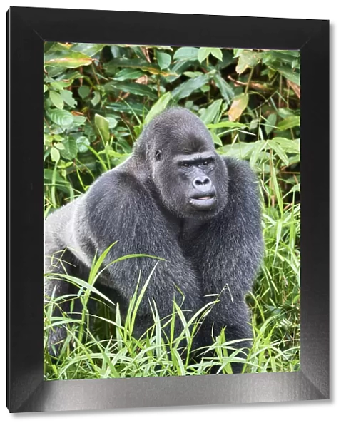 Western lowland gorilla (Gorilla gorilla gorilla) silverback male. Rescued as an orphan