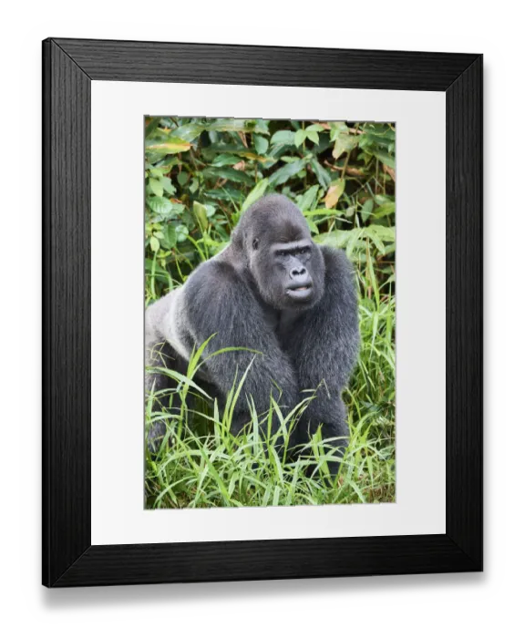 Framed Print : Western lowland gorilla (Gorilla gorilla gorilla) silverback male. Rescued as an orphan Framed Print : Western lowland gorilla (Gorilla gorilla gorilla) silverback male. Rescued as an orphan