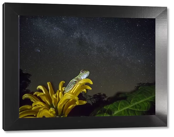 Small tree frog (Rhacophorus lateralis) at night under starry sky, Western Ghats