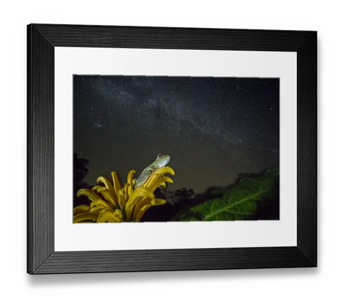 Framed Print : Small tree frog (Rhacophorus lateralis) at night under starry sky, Western Ghats Framed Print : Small tree frog (Rhacophorus lateralis) at night under starry sky, Western Ghats