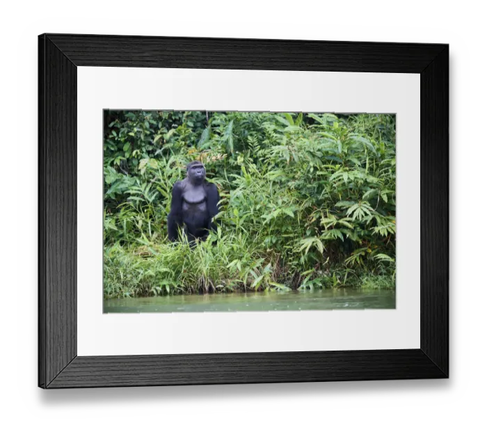 Framed Print : Western lowland gorilla (Gorilla gorilla gorilla) male aged 12 years standing up Framed Print : Western lowland gorilla (Gorilla gorilla gorilla) male aged 12 years standing up