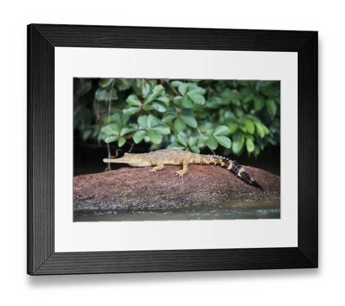 Framed Print : False gharial (Tomistoma schlegelii) resting on rock in Mpassa river. Bateke Plateau National Park Framed Print : False gharial (Tomistoma schlegelii) resting on rock in Mpassa river. Bateke Plateau National Park