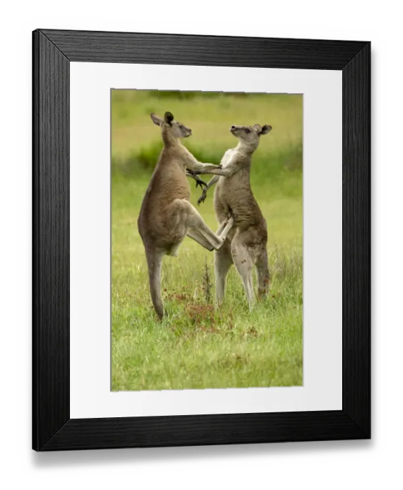 Framed Print : Eastern grey kangaroo (Macropus giganteus), two males fighting. Grampians National Park Framed Print : Eastern grey kangaroo (Macropus giganteus), two males fighting. Grampians National Park
