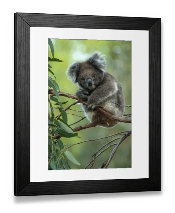 Framed Print : Koala (Phascolarctos cinereus) sitting in Manna gum (Eucalyptus viminalis) tree, Kangaroo Island Framed Print : Koala (Phascolarctos cinereus) sitting in Manna gum (Eucalyptus viminalis) tree, Kangaroo Island