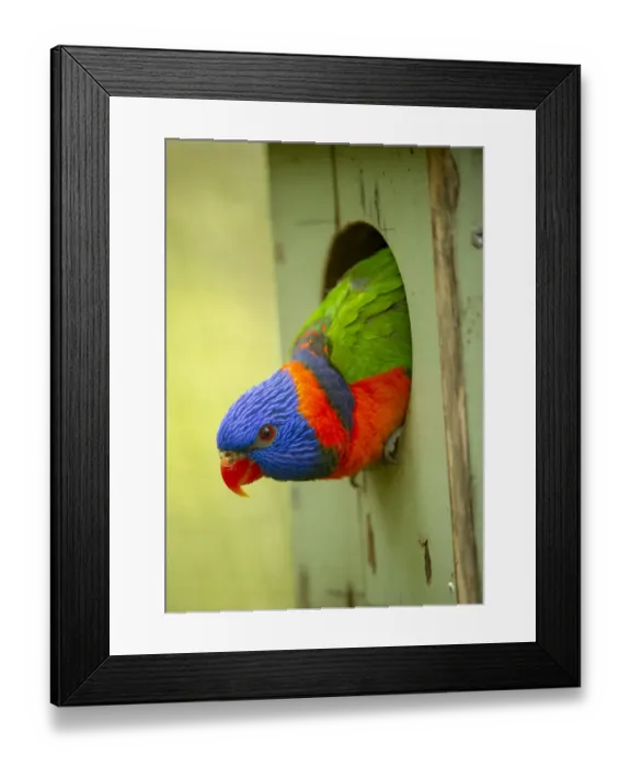 Framed Print : Red-collared lorikeet (Trichoglossus rubritorquis) head peering out of nest box Framed Print : Red-collared lorikeet (Trichoglossus rubritorquis) head peering out of nest box