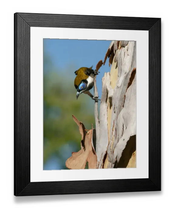 Framed Print : Blue-faced honeyeater (Entomyzon cyanotis) perched on bark. Nitmiluk National Park Framed Print : Blue-faced honeyeater (Entomyzon cyanotis) perched on bark. Nitmiluk National Park