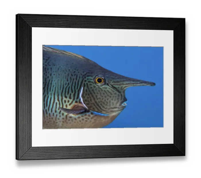 Framed Print : Spotted unicornfish (Naso brevirostris) Green Island, a small volcanic island in Framed Print : Spotted unicornfish (Naso brevirostris) Green Island, a small volcanic island in