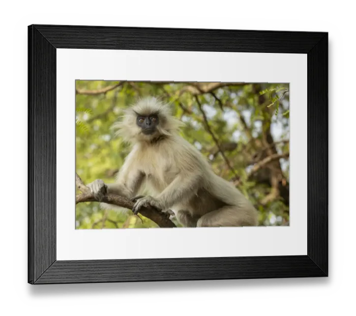 Framed Print : Golden langur (Trachypithecus geei) sitting in tree, Umanada Temple Island, Assam, India Framed Print : Golden langur (Trachypithecus geei) sitting in tree, Umanada Temple Island, Assam, India