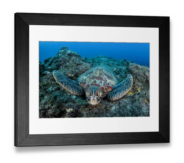 Framed Print : Green turtle (Chelonia mydas), Xiaoliuqiu Island, Taiwan Framed Print : Green turtle (Chelonia mydas), Xiaoliuqiu Island, Taiwan