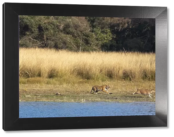 Bengal Tiger (Panthera tigris) Arrowhead chasing stag near lake sequence