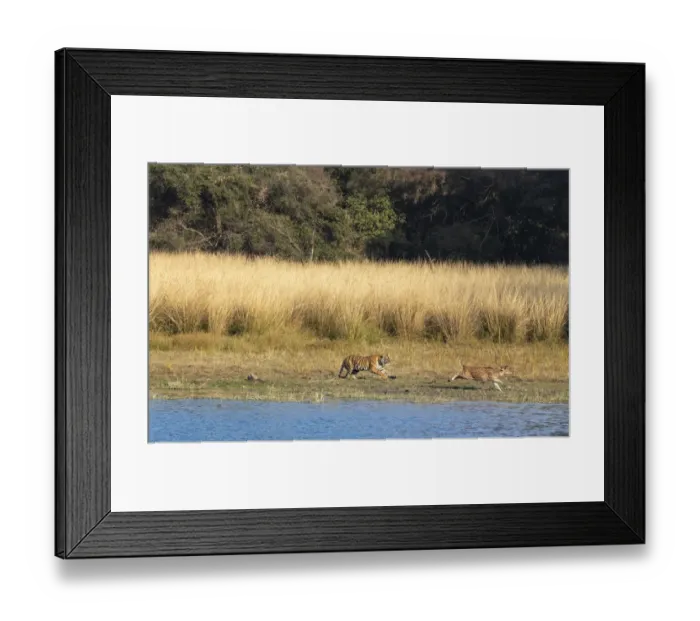 Framed Print : Bengal Tiger (Panthera tigris) Arrowhead chasing stag near lake sequence Framed Print : Bengal Tiger (Panthera tigris) Arrowhead chasing stag near lake sequence