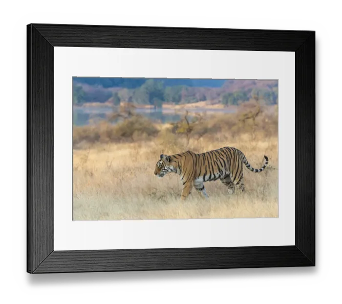 Framed Print : Bengal Tiger (Panthera tigris) Arrowhead patrolling his territory, Ranthambore Framed Print : Bengal Tiger (Panthera tigris) Arrowhead patrolling his territory, Ranthambore