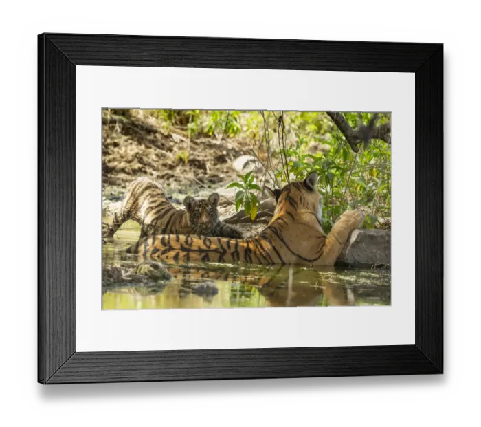 Framed Print : Bengal Tiger (Panthera tigris), Arrowhead and cub cooling off in water Framed Print : Bengal Tiger (Panthera tigris), Arrowhead and cub cooling off in water