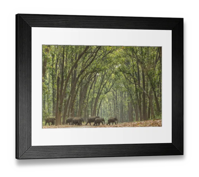 Framed Print : Asian elephant (Elephas maximus) herd passing through Sal tree forest, Jim Corbett National Park Framed Print : Asian elephant (Elephas maximus) herd passing through Sal tree forest, Jim Corbett National Park