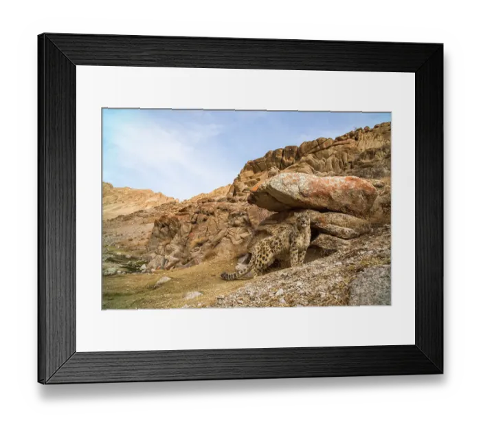 Framed Print : Snow leopard (Unica unica) standing beside boulder in rocky landscape of Himalayas, prior to scent marking. Ule, Ladakh, India. March 2018. Sequence 1 / 2 Framed Print : Snow leopard (Unica unica) standing beside boulder in rocky landscape of Himalayas, prior to scent marking. Ule, Ladakh, India. March 2018. Sequence 1 / 2