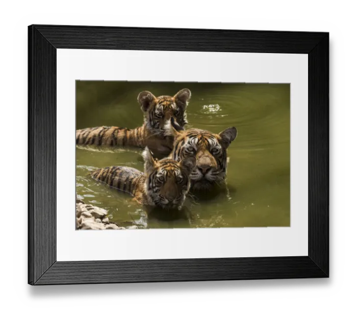Framed Print : Bengal tiger (Panthera tigris) female and cubs swimming in pond. Ranthambore National Park, India Framed Print : Bengal tiger (Panthera tigris) female and cubs swimming in pond. Ranthambore National Park, India