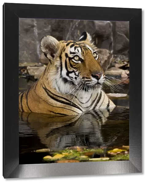 Bengal tiger (Panthera tigris) submerged in water. Ranthambore National Park, India