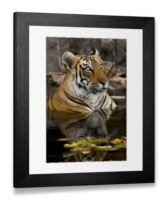 Framed Print : Bengal tiger (Panthera tigris) submerged in water. Ranthambore National Park, India Framed Print : Bengal tiger (Panthera tigris) submerged in water. Ranthambore National Park, India