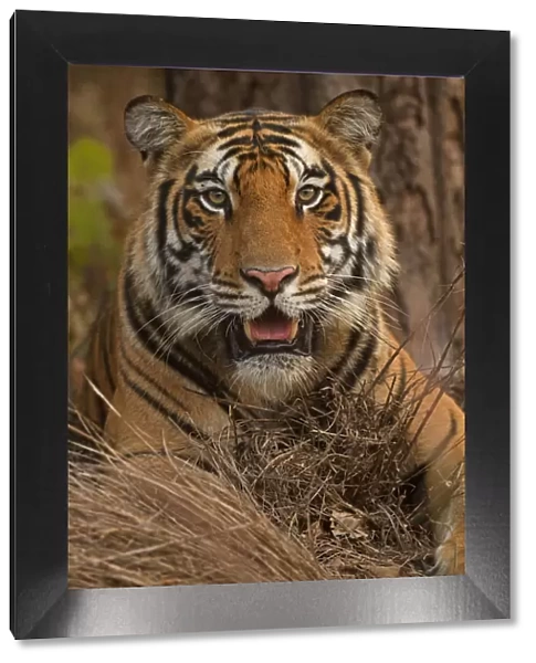 Bengal tiger (Panthera tigris), portrait