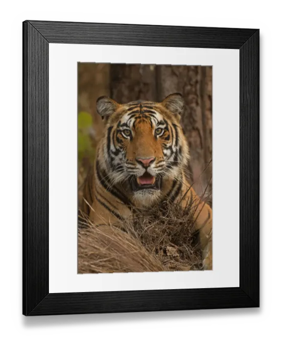 Framed Print : Bengal tiger (Panthera tigris), portrait Framed Print : Bengal tiger (Panthera tigris), portrait