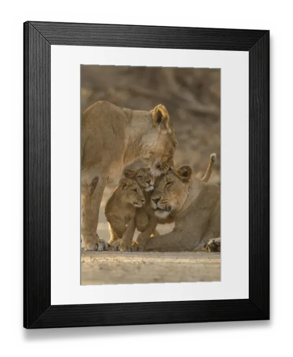 Framed Print : Asiatic lion (Panthera leo persica), two females and two cubs. Gir National Park, Gujarat, India Framed Print : Asiatic lion (Panthera leo persica), two females and two cubs. Gir National Park, Gujarat, India