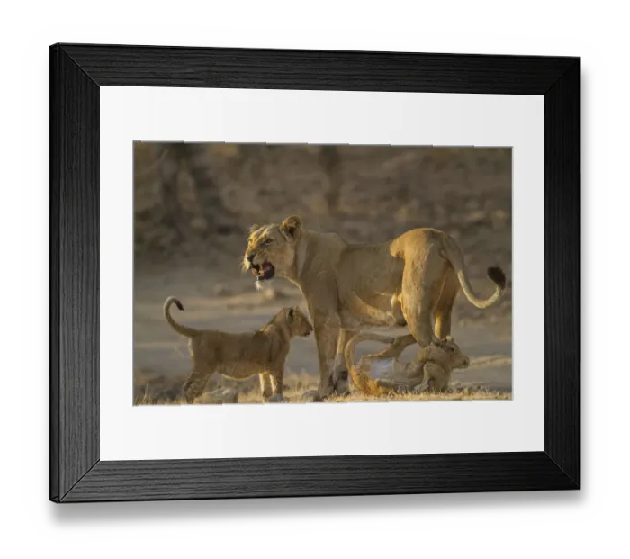 Framed Print : Asiatic lion (Panthera leo persica), female and cubs in morning light, cub biting mothers leg Framed Print : Asiatic lion (Panthera leo persica), female and cubs in morning light, cub biting mothers leg