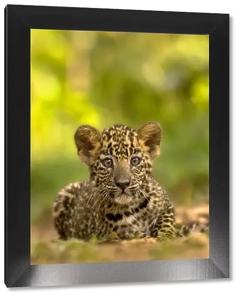 Indian leopard (Panthera pardus fusca) cub, portrait. Nagarhole National Park, India