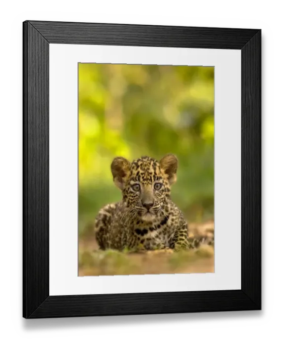 Framed Print : Indian leopard (Panthera pardus fusca) cub, portrait. Nagarhole National Park, India