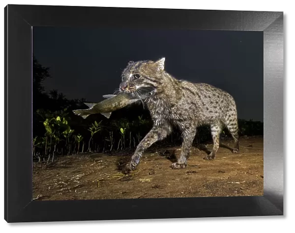 Fishing cat (Prionailurus viverrinus) walking with fish in mouth. Andhra Pradesh, India