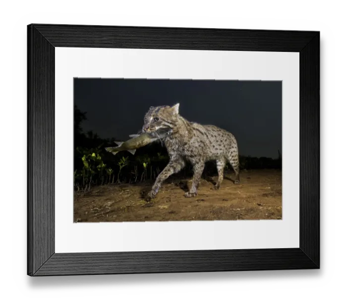Framed Print : Fishing cat (Prionailurus viverrinus) walking with fish in mouth. Andhra Pradesh, India Framed Print : Fishing cat (Prionailurus viverrinus) walking with fish in mouth. Andhra Pradesh, India