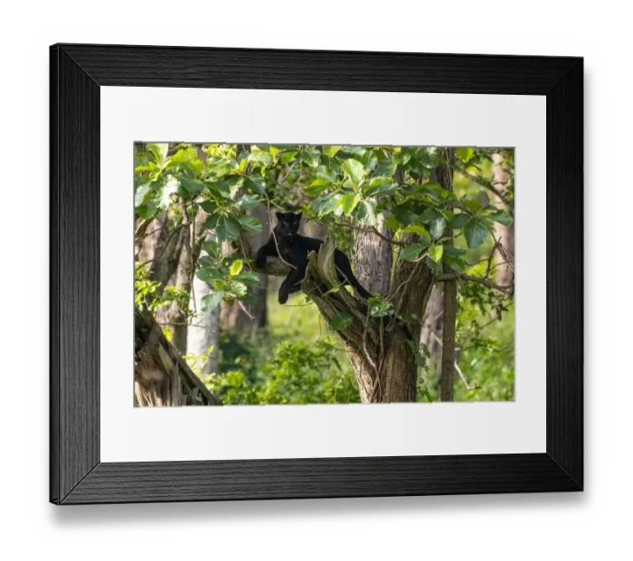 Framed Print : Melanistic leopard / Black panther (Panthera pardus fusca) resting in tree Framed Print : Melanistic leopard / Black panther (Panthera pardus fusca) resting in tree