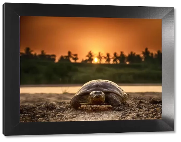 Softshell turtle (Nilssonia sp) walking on sand at sunset
