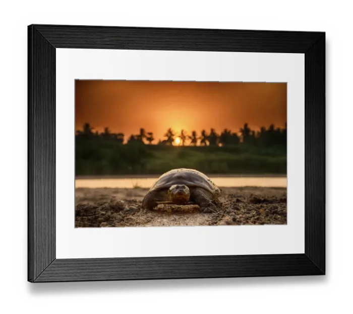 Framed Print : Softshell turtle (Nilssonia sp) walking on sand at sunset Framed Print : Softshell turtle (Nilssonia sp) walking on sand at sunset