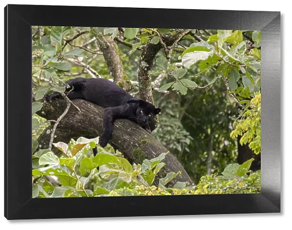 Melanistic leopard  /  Black panther (Panthera pardus fusca) resting in tree