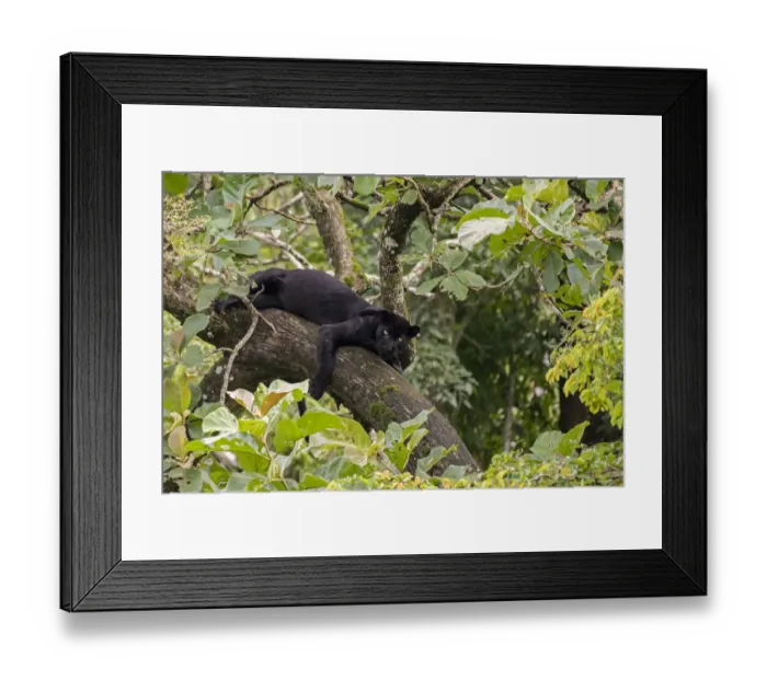 Framed Print : Melanistic leopard / Black panther (Panthera pardus fusca) resting in tree Framed Print : Melanistic leopard / Black panther (Panthera pardus fusca) resting in tree