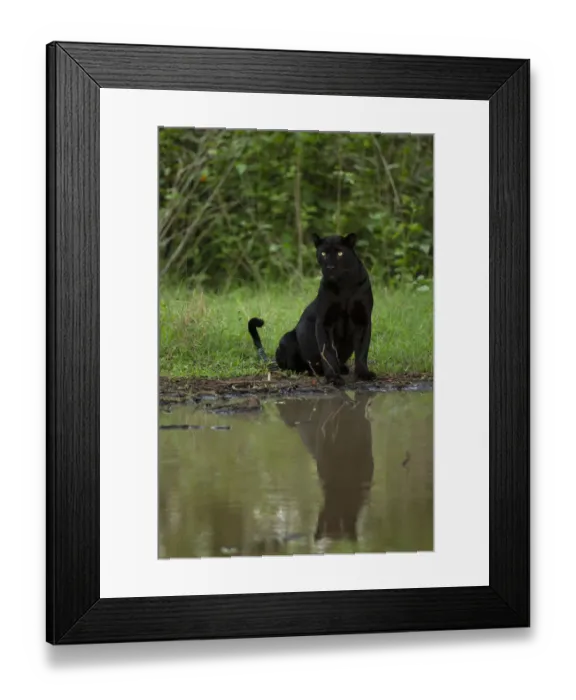 Framed Print : Melanistic leopard / Black panther (Panthera pardus fusca) sitting, reflected in water Framed Print : Melanistic leopard / Black panther (Panthera pardus fusca) sitting, reflected in water
