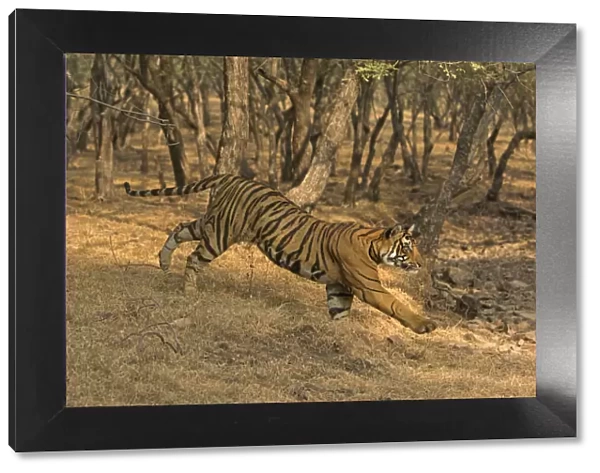 Bengal tiger (Panthera tigris) running down slope. Ranthambore National Park, India