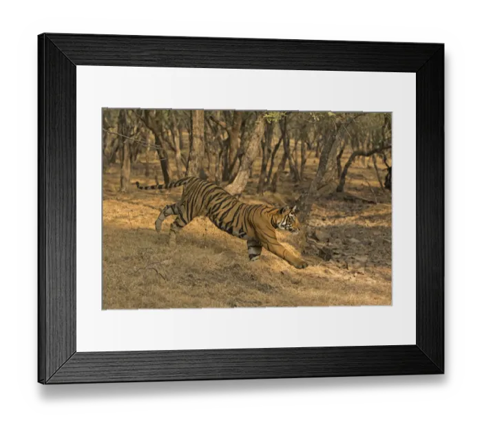 Framed Print : Bengal tiger (Panthera tigris) running down slope. Ranthambore National Park, India Framed Print : Bengal tiger (Panthera tigris) running down slope. Ranthambore National Park, India