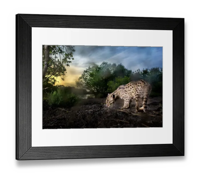 Framed Print : Fishing cat (Prionailurus viverrinus) at waters edge, at dusk. Kakinada, Andhra Pradesh Framed Print : Fishing cat (Prionailurus viverrinus) at waters edge, at dusk. Kakinada, Andhra Pradesh