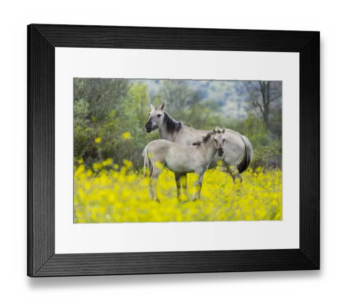 Framed Print : Sorraia horses, mare and foal standing amongst wildflowers in meadow. Middle Coa, Coa Valley Framed Print : Sorraia horses, mare and foal standing amongst wildflowers in meadow. Middle Coa, Coa Valley