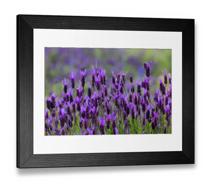 Framed Print : Spanish lavender (Lavandula stoechas). Faia Brava Reserve, Archaeological Park of the Coa Valley Framed Print : Spanish lavender (Lavandula stoechas). Faia Brava Reserve, Archaeological Park of the Coa Valley