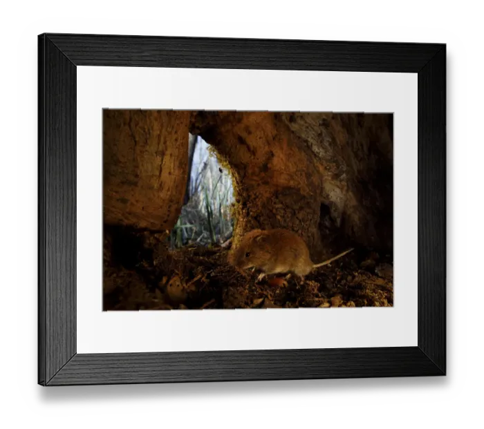 Framed Print : Bank vole (Clethrionomys glareolus) inside base of tree trunk. Yonne, Bourgogne-Franche-Comte
