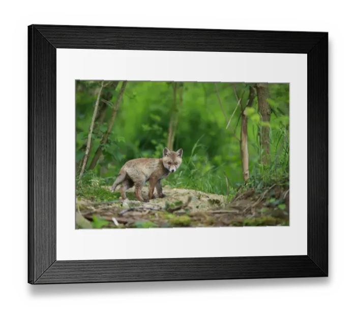 Framed Print : Red fox (Vulpes vulpes) cub outside den. Yonne, Bourgogne-Franche-Comte, France. May Framed Print : Red fox (Vulpes vulpes) cub outside den. Yonne, Bourgogne-Franche-Comte, France. May