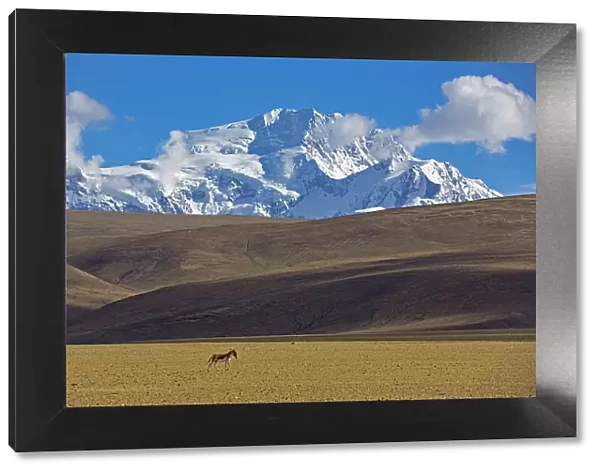 Kiang (Equus kiang) near Mount Shishapangma, Mt Qomolangma National Park, Qinghai Tibet Plateau