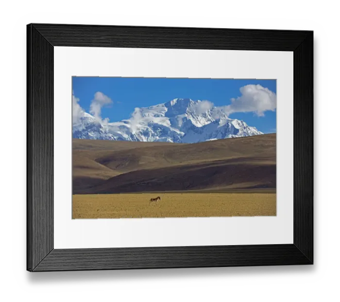 Framed Print : Kiang (Equus kiang) near Mount Shishapangma, Mt Qomolangma National Park, Qinghai Tibet Plateau Framed Print : Kiang (Equus kiang) near Mount Shishapangma, Mt Qomolangma National Park, Qinghai Tibet Plateau